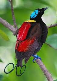 Bird Of Paradise Images Wilson S Bird Of Paradise Beautiful Birds Rare Birds Birds