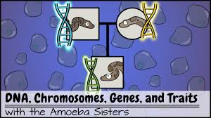 Amoeba sisters alleles and genesdraft. Alleles And Genes Youtube