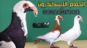 مواصفات الحمام الاسكندرون البغدادي بالتفصيل من الغية scandaroon pigeons animals lli