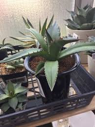 アガベチタノタの子株をいただいたのですが 発根してたのでそのまま植えて管 Yahoo 知恵袋
