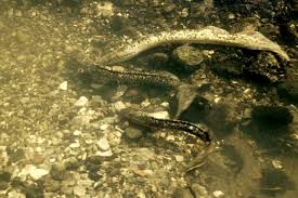 2020 hat begonnen und neunauge startet hochmotiviert teilt das bild und kommentiert ein wunschobjekt, z.b. Neunaugen Nabu Schleswig Holstein