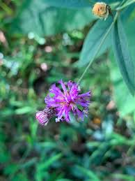 Image result for Vernonia glabra