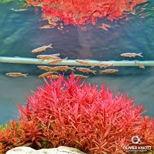 Image result for Nesaea crassicaulis