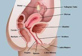 Jul 24, 2019 · lifestyle; Vagina Picture Image On Medicinenet Com