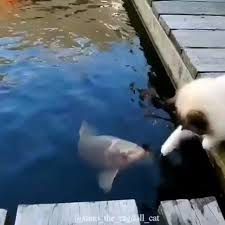 Follow Us For More Turn On Post Notifications Tag Some Friends Video By Timo The Ragd Cute Funny Animals Funny Animals Funny Animal Videos