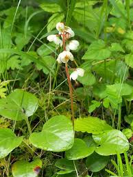 富士北麓 イチヤクソウの仲間 山の花 里の花に心癒されて