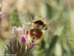 Image result for Impatiens sylvicola