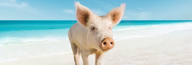 Det kan vara bra att inte fastna för en strand utan att istället passa på att utforska några stycken för att verkligen få. Schwimmen Mit Schweinen In Den Exumas Die Bahamas