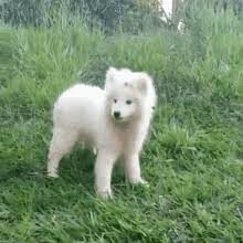 White Puppy Gifs Tenor