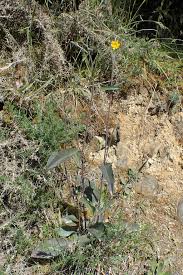 Image result for Pollichia