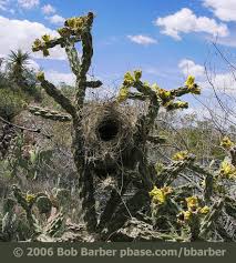 The cactus plant survives in the desert by using the adaptation technique. Cactus Wren Nest Orientation Birdnote