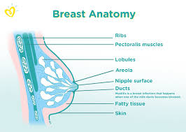 Does anyone have any recommendations on drying up milk and avoiding mastitis. Mastitis Symptoms Treatment Causes Pampers
