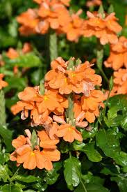 Image result for Crossandra fruticulosa