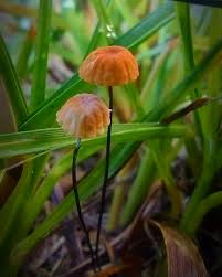 Image result for Marasmius siccus