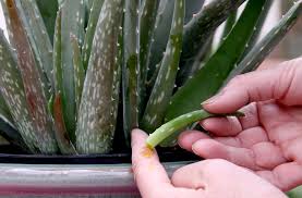 Elle est également utile grâce à ses propriétés thérapeutiques. Aloes Planter Et Cultiver Ooreka