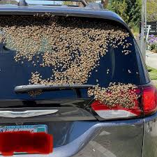 Ron shakhvaldyan was very calming and professional. The Bee Removers Home Facebook