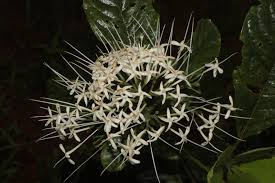 Image result for Pavetta sp. F