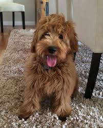Find your new family member today, and discover the puppyspot difference. Mini English Goldendoodles The Paw Pad Goldendoodles Inc Mini Goldendoodle Goldendoodle F1b Mini Goldendoodle