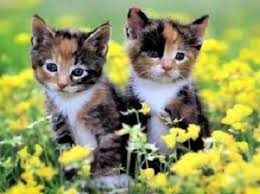 Calico Kedi Nedir Yumurtali Ekmek