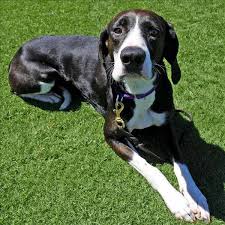 Should make good catch dogs. Pam The Pointer Coonhound Mix