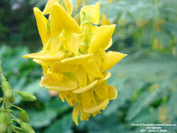 Image result for Sesbania brevipedunculata