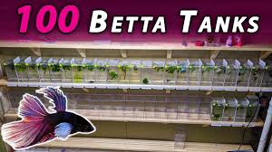 We Built A Custom Rack For 100 Betta Tanks Youtube