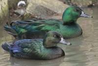 The uneaten remnants often pollute waterways and do not allow pets or children to chase or disturb the ducks, particularly young birds or families. Common Duck Breeds Duck Keeping Information Flyte So Fancy