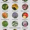 Arbusto rampicante caduco originario dell'africa, alcune specie di plumbago sono originarie dell'europa meridionale. Https Encrypted Tbn0 Gstatic Com Images Q Tbn And9gcrwanup2pbc Ogmae4ozy18k Eg3314qrom Wxvlko Usqp Cau