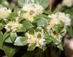 Image result for Guilleminea densa