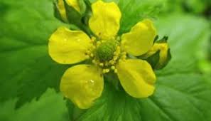 Image result for Eriosema pentaphyllum