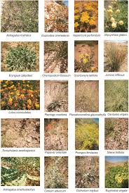 Image result for Haumaniastrum katangense