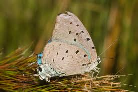 Image result for Dolichos pseudocajanus