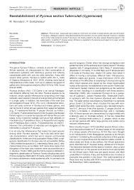 Image result for Pycreus fibrillosus