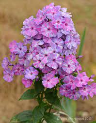Phlox Paniculata Autumn Joy Steinbrunnen Garten Blumengarten Steinbrunnen