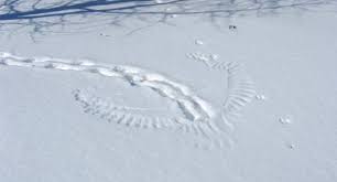 Animals are all around us, but many are shy or seldom seen. Snow Print Of Owl Capturing Rabbit Earthly Mission