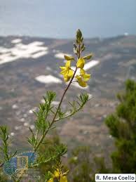 Image result for Adenocarpus