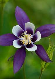 Pin On Flowers