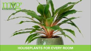 Image result for Chlorophytum Amaniense