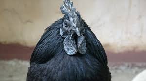 Ayam asal spanyol yang bernasib sama seperti black sumatra. Ayam Cemani Chickens The Ultimate Breed Guide Know Your Chickens