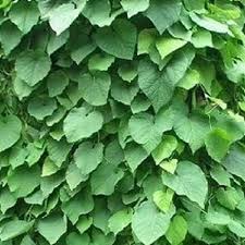 Image result for Aristolochia