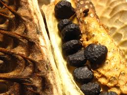 Image result for durman obecný plod