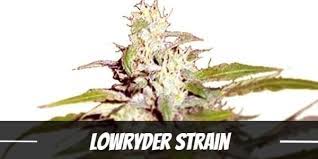 Check spelling or type a new query. Lowryder Strain Review Origin Effects Yield More