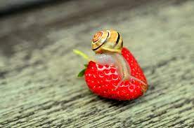 Wenn die schnecken den garten aufschrecken. Schnecken Im Garten Nutzen Schaden Was Kann Man Tun