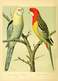 Canaries Hybrids And British Birds In Cage And Aviary Bird Watercolor Art Bird Prints Watercolor Bird