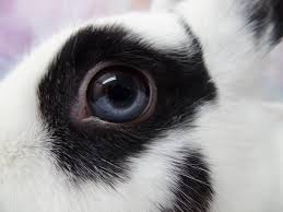 Image result for rabbit heterochromia