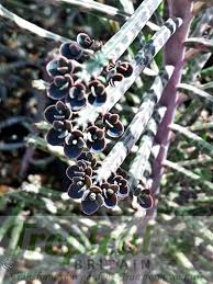Image result for Bryophyllum tubiflorum