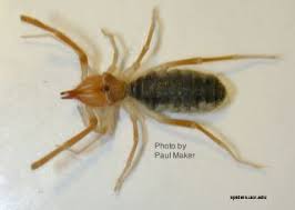 Solifugids are the organisms or insects which cannot stand sunlight, which is why they tend to run away from it. Camel Spiders Facts Myths Live Science