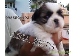 However, cost of raising a shih tzu is quite high. Shih Tzu Puppies Price In Kolkata Shih Tzu Puppies For Sale In Kolkata