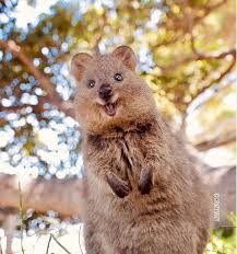 Quokkas Are The Happiest Animals On Earth With Their Extremely Infectious Smile Cute Photos Happy Animals Quokka Animal Cute Animals