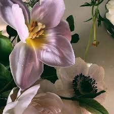 75 flowers that start with p. Pin On Flori